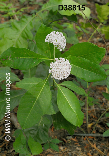 Asclepias variegata White Milkweed